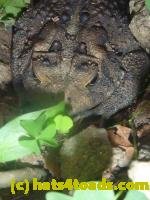 /home//u458753944/public_html/sourcegallery///////////////////////////////////////////////////////Toads/P11/P1120784.JPG