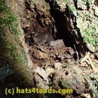 /home//u458753944/public_html/sourcegallery///////////////////////////////////////////////////////Toads/P60/P6030655.JPG