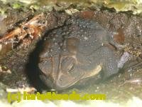 /home//u458753944/public_html/sourcegallery//////////////////////////////////////////////////////Toads/P11/P1120452.JPG