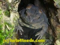 /home//u458753944/public_html/sourcegallery//////////////////////////////////////////////////////Toads/P11/P1120703.JPG