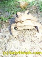 /home//u458753944/public_html/sourcegallery/////////////////////////////////////////////////////Toads/P82/P8200366.JPG