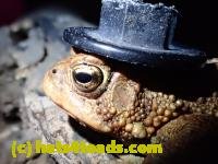 /home//u458753944/public_html/sourcegallery////////////////////////////////////////////////////Toads/P41/P4110052.JPG