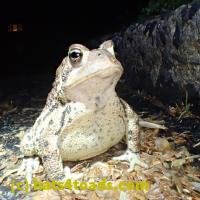 /home//u458753944/public_html/sourcegallery////////////////////////////////////////////////////Toads/P51/P5100425.JPG