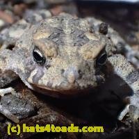 /home//u458753944/public_html/sourcegallery//////////////////////////////////////////////////Toads/P91/P9100716.JPG