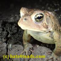 /home//u458753944/public_html/sourcegallery/////////////////////////////////////////////////Toads/P52/P5250035.JPG