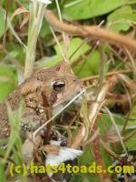 /home//u458753944/public_html/sourcegallery/////////////////////////////////////////////////Toads/P70/P7040858.JPG