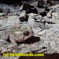 /home//u458753944/public_html/sourcegallery////////////////////////////////////////////////Toads/P06/PA060110.JPG
