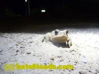 /home//u458753944/public_html/sourcegallery////////////////////////////////////////////////Toads/P11/P1120048.JPG