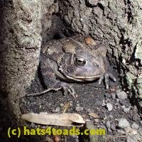/home//u458753944/public_html/sourcegallery////////////////////////////////////////////////Toads/P60/P6090695.JPG