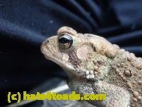 /home//u458753944/public_html/sourcegallery////////////////////////////////////////////////Toads/P70/P7040853.JPG