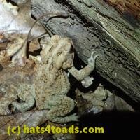 /home//u458753944/public_html/sourcegallery///////////////////////////////////////////////Toads/P62/P6220188.JPG