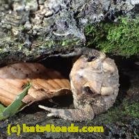 /home//u458753944/public_html/sourcegallery///////////////////////////////////////////////Toads/P70/P7070823.JPG