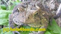 /home//u458753944/public_html/sourcegallery//////////////////////////////////////////////Toads/P11/P1120763.JPG