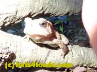 /home//u458753944/public_html/sourcegallery//////////////////////////////////////////////Toads/P52/P5270503.JPG