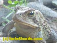 /home//u458753944/public_html/sourcegallery////////////////////////////////////////////Toads/P11/P1100180.JPG