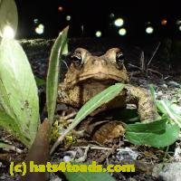 /home//u458753944/public_html/sourcegallery////////////////////////////////////////////Toads/P41/P4180380.JPG