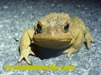 /home//u458753944/public_html/sourcegallery///////////////////////////////////////////Toads/P11/P1120040.JPG