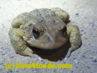 /home//u458753944/public_html/sourcegallery///////////////////////////////////////////Toads/P11/P1120064.JPG