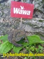 /home//u458753944/public_html/sourcegallery///////////////////////////////////////////Toads/P11/P1120751.JPG