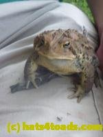 /home//u458753944/public_html/sourcegallery///////////////////////////////////////////Toads/P11/P1120826.JPG