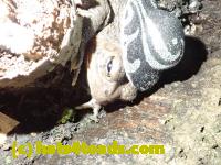 /home//u458753944/public_html/sourcegallery///////////////////////////////////////////Toads/P52/P5270498.JPG