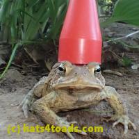 /home//u458753944/public_html/sourcegallery//////////////////////////////////////////Toads/P52/P5210025.JPG