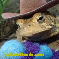 /home//u458753944/public_html/sourcegallery//////////////////////////////////////////Toads/P52/P5210027.JPG