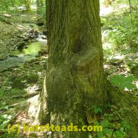 /home//u458753944/public_html/sourcegallery//////////////////////////////////////////Toads/P52/P5260538.JPG