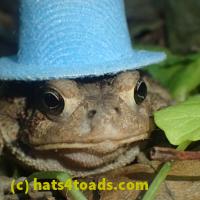 /home//u458753944/public_html/sourcegallery//////////////////////////////////////////Toads/P52/P5270589.JPG