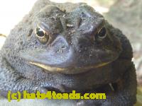 /home//u458753944/public_html/sourcegallery/////////////////////////////////////////Toads/P10/P1070004.JPG