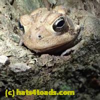 /home//u458753944/public_html/sourcegallery/////////////////////////////////////////Toads/P52/P5260542.JPG