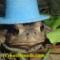 /home//u458753944/public_html/sourcegallery/////////////////////////////////////////Toads/P52/P5270590.JPG