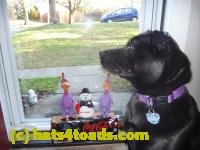 /home//u458753944/public_html/sourcegallery////////////////////////////////////////Chickens/Cookie/P1100720.JPG