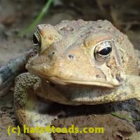 /home//u458753944/public_html/sourcegallery////////////////////////////////////////Toads/P52/P5210023.JPG