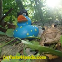 /home//u458753944/public_html/sourcegallery////////////////////////////////////////Toads/P52/P5270594.JPG