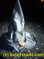 /home//u458753944/public_html/sourcegallery///////////////////////////////////////Toads/P50/P5050013.JPG