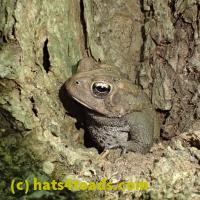 /home//u458753944/public_html/sourcegallery///////////////////////////////////////Toads/P52/P5260534.JPG