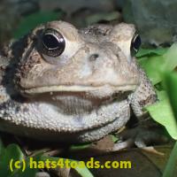 /home//u458753944/public_html/sourcegallery///////////////////////////////////////Toads/P52/P5270588.JPG