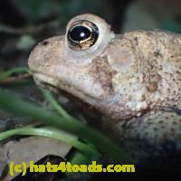/home//u458753944/public_html/sourcegallery///////////////////////////////////////Toads/P52/P5270592.JPG