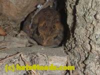 /home//u458753944/public_html/sourcegallery//////////////////////////////////////Toads/P11/P1100303.JPG
