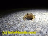 /home//u458753944/public_html/sourcegallery//////////////////////////////////////Toads/P11/P1120046.JPG