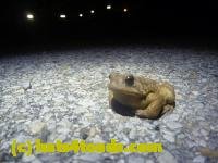 /home//u458753944/public_html/sourcegallery//////////////////////////////////////Toads/P11/P1120069.JPG