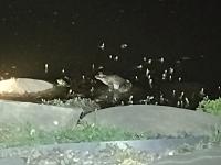 /home//u458753944/public_html/sourcegallery/////////////////////////////////////other/pond/jabba/IMG_20240424_211554086.jpg