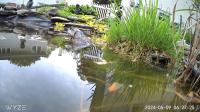 /home//u458753944/public_html/sourcegallery/////////////////////////////////////other/pond/jabba/jabba15.png