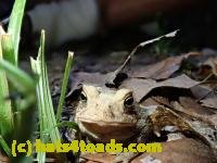 /home//u458753944/public_html/sourcegallery////////////////////////////////////Toads/P80/P8030995.JPG