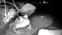 /home//u458753944/public_html/sourcegallery////////////////////////////////////other/pond/jabba/1715998745.png