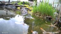 /home//u458753944/public_html/sourcegallery////////////////////////////////////other/pond/jabba/jabba7.png