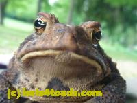 /home//u458753944/public_html/sourcegallery///////////////////////////////////Toads/P10/P1060873.JPG