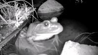 /home//u458753944/public_html/sourcegallery///////////////////////////////////other/pond/jabba/1716518832.png
