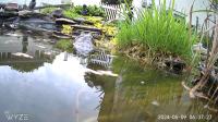 /home//u458753944/public_html/sourcegallery///////////////////////////////////other/pond/jabba/jabba13.png